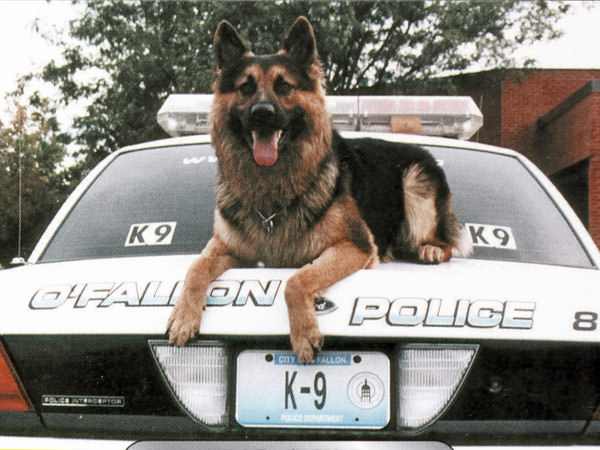 K9 Rex